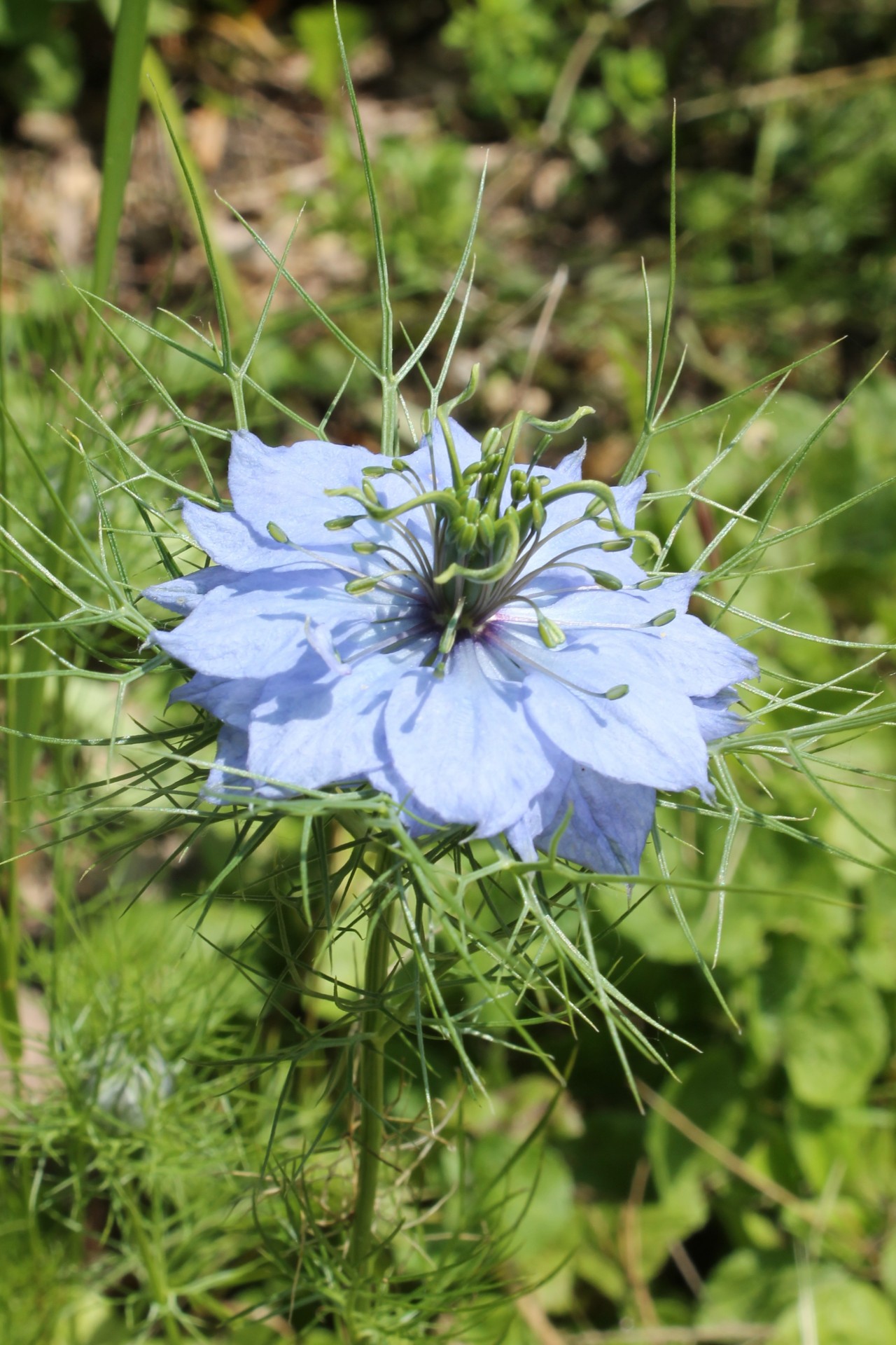 nigelle de Damas