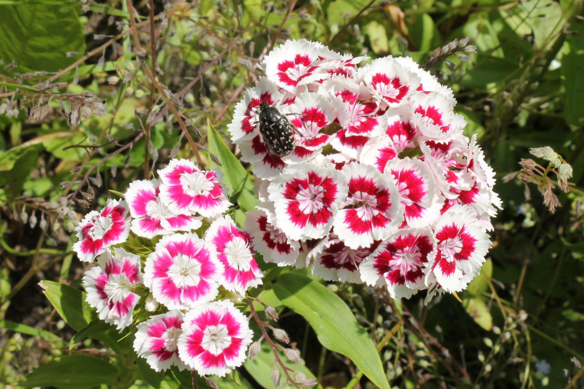 oeillet de poète rose et blanc