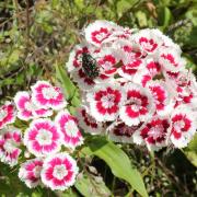 oeillet de poète rose et blanc