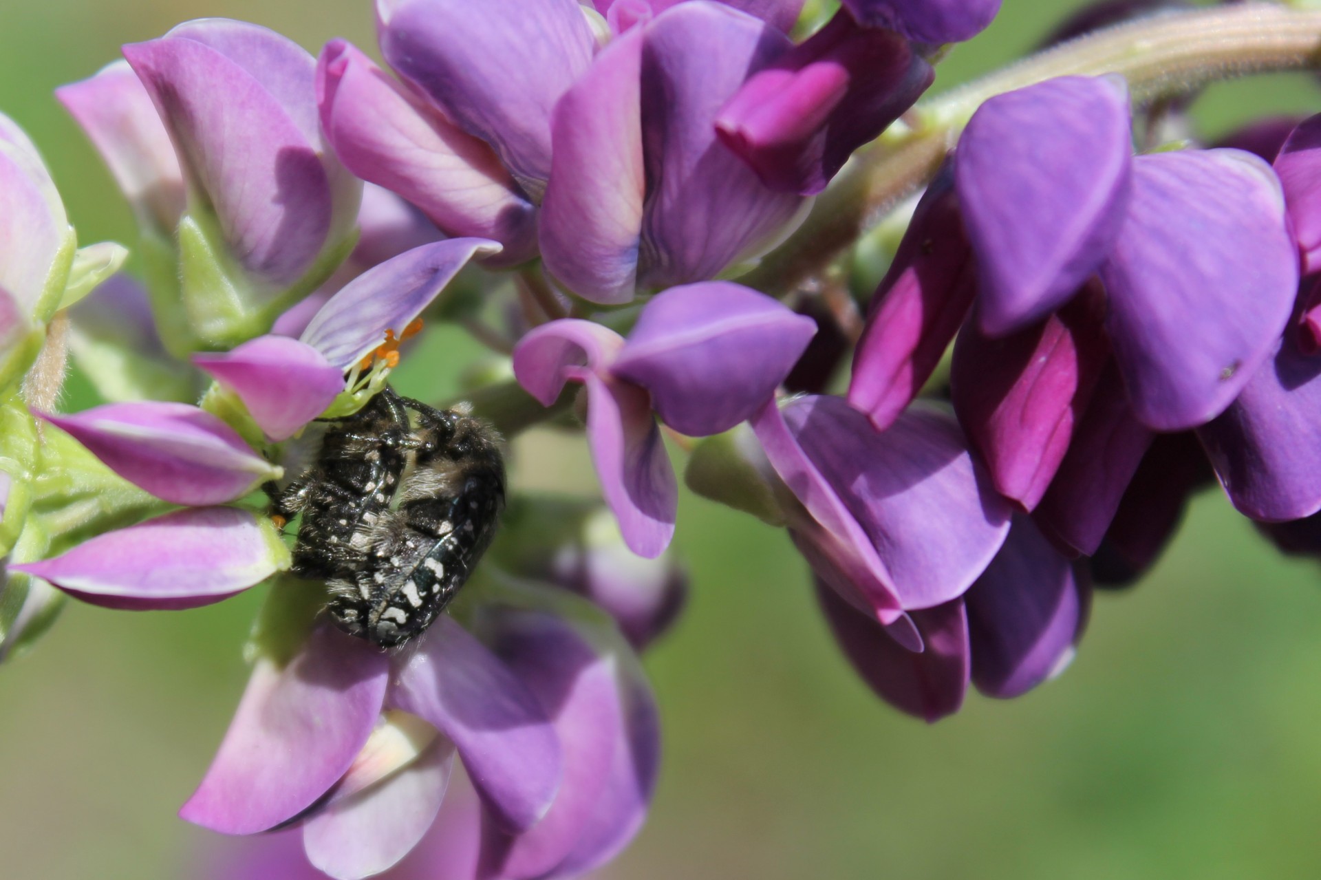 biodiversité