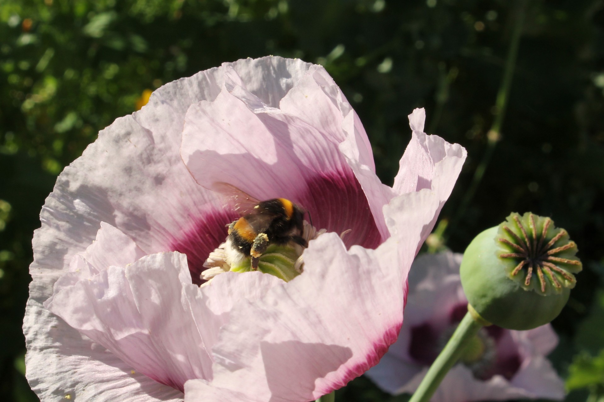 pavot des jardins