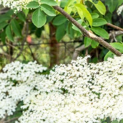 Fleurs de sureau