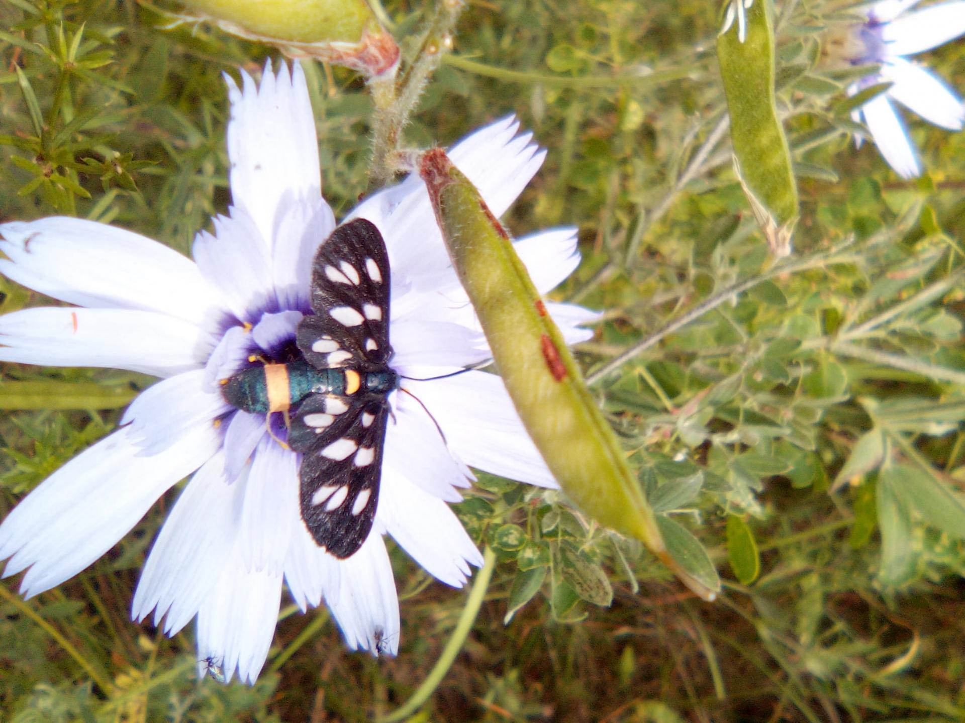 faune et flore Hautes Alpes