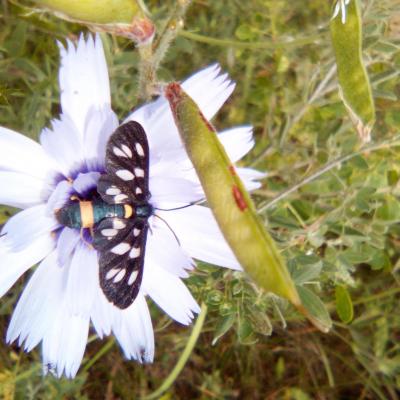 faune et flore Hautes Alpes